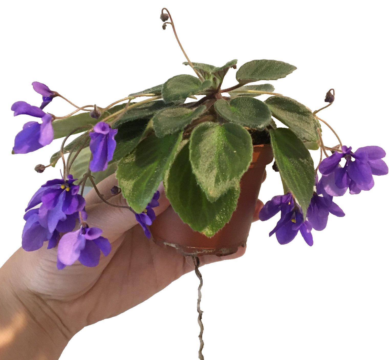 African Violet Plant- "Imp's Blue Arsenic" (miniature) gallery