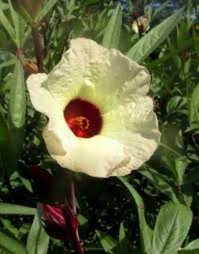 Hibiscus sabdariffa | Yellow Flower | Roselle | Karkadeh | Pundi Palle | 10 Seed gallery