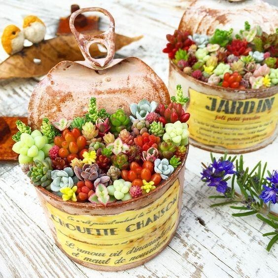 200pcs Rare Mixed Succulent Seeds - Beautiful and Colorful Varieties gallery