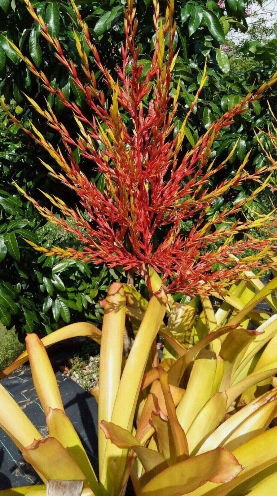 Aechmea Blanchetiana Fast Grower Spreads Pups Galore XL Red Orange Yellow Green gallery