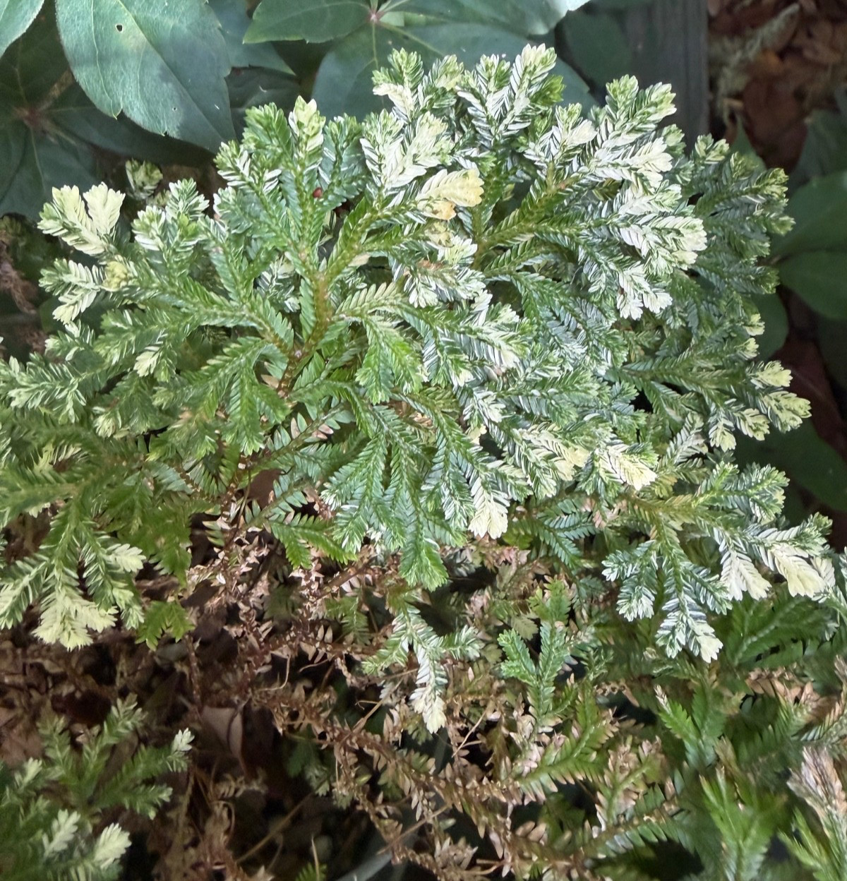SELAGINELLA MARTENSII variegated. FROM GLASSHOUSE WORKS IN OHIO LARGE CUTTING gallery