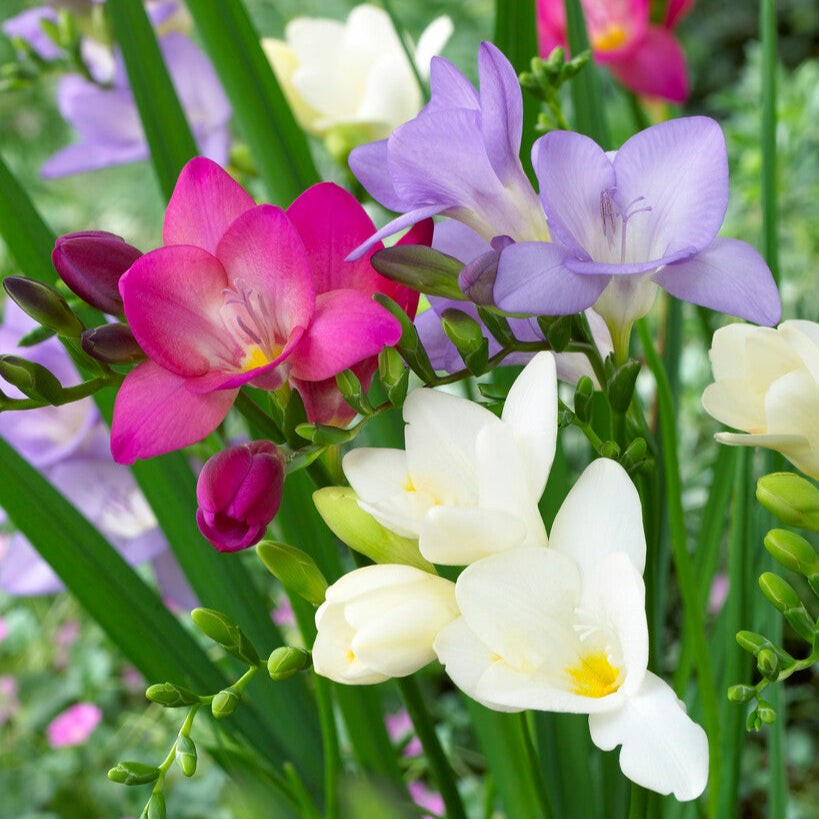 Freesia Berries & Cream Collection 45 Bulbs, Pink Violet & White Spring Flowers gallery