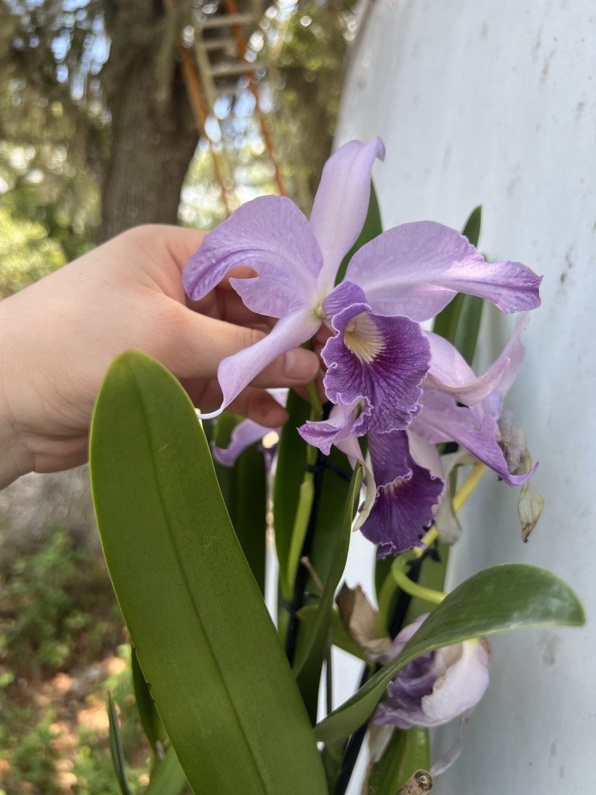 Cattleya Canhamiana 'Azure Skies' gallery
