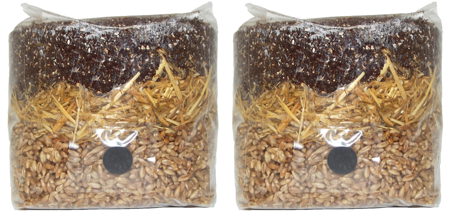 All in One Mushroom Grow Bag (2 Pack) gallery