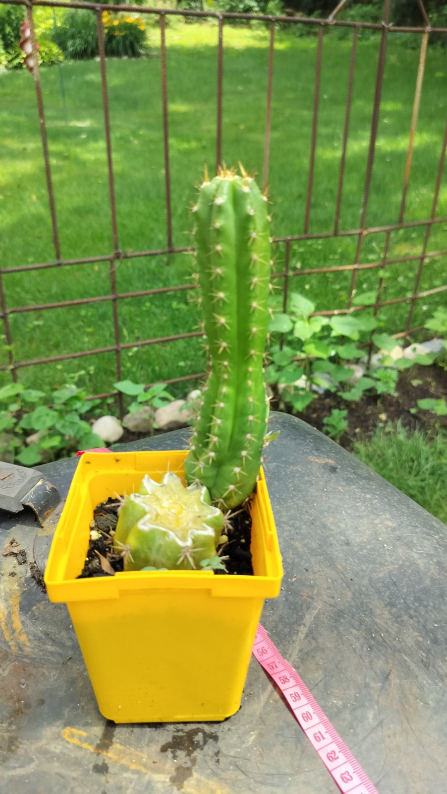 Sacred Cactus - Bridgesii Hybrid - Fully Rooted Clone. Exact Cactus Pictured. gallery