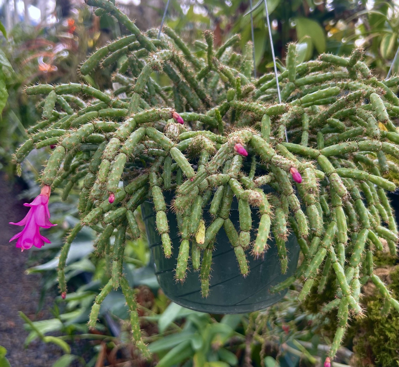 Schlumbergera microsphaerica - seedgrown clone of Brazilian lithophytic cactus gallery