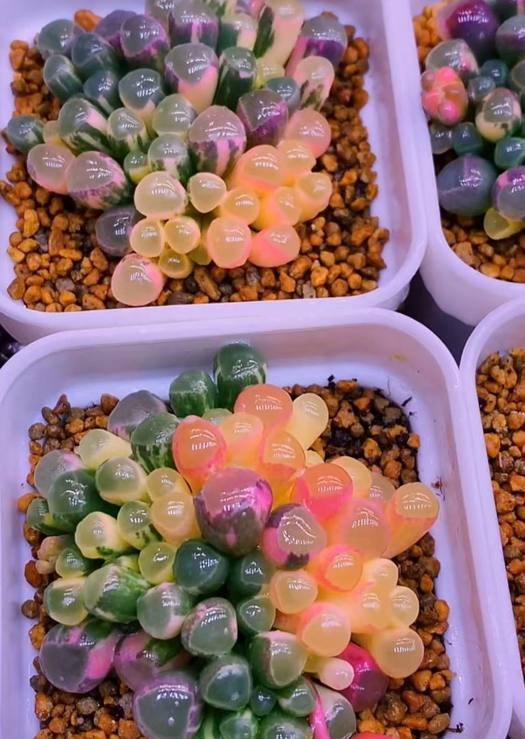 50 Lithops Seeds – Living Stone Succulent – Rare Colorful Varieties gallery