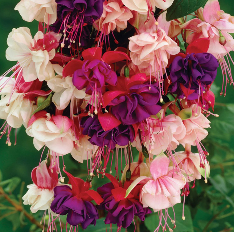 2 Fuchsia Live Plant Plugs – Mixed Color – 1–3" Tall – Hardy Fuchsia Perennial gallery