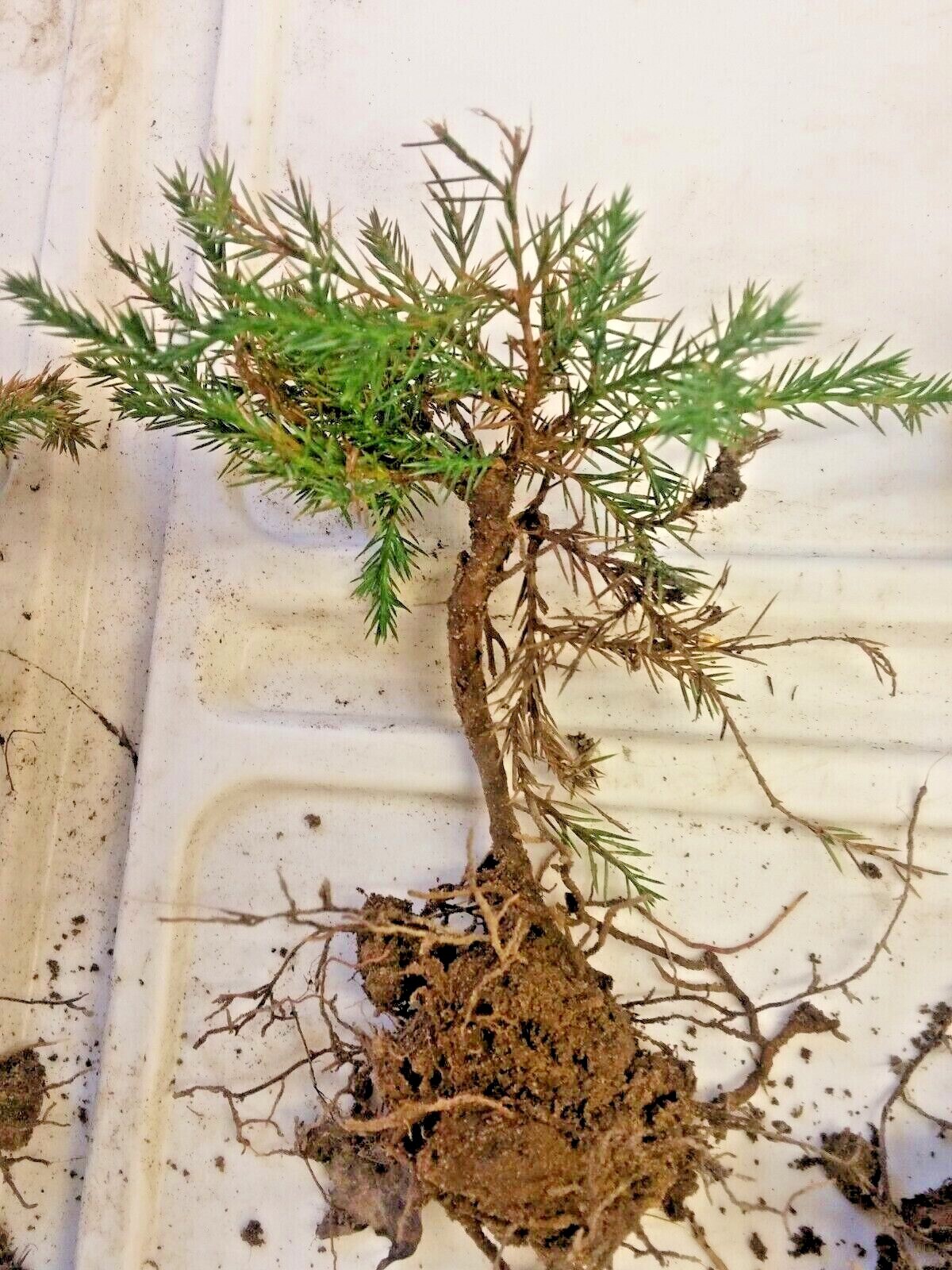 Eastern Red Cedar, Redcedar hardy tree pre-bonsai, pre bonsai gallery