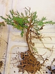 Eastern Red Cedar, Redcedar hardy tree pre-bonsai, pre bonsai