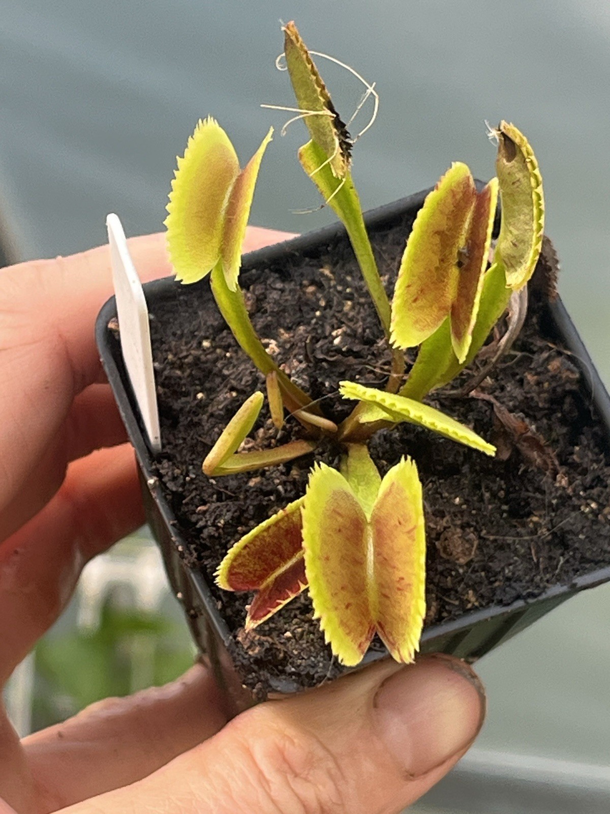 Dionaea Muscipula Scarlatine Variegated Venus Flytrap Live Potted Plant gallery