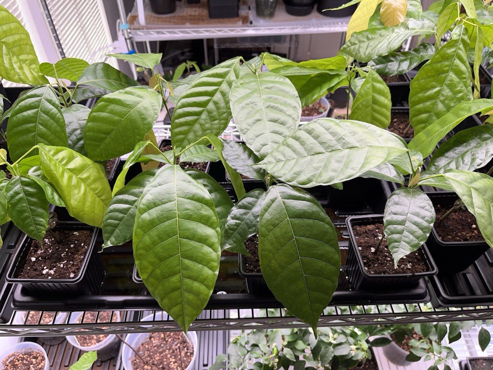 Live Cacao Cocoa Chocolate Tree -Theobroma- yellow pods *ships from California* gallery