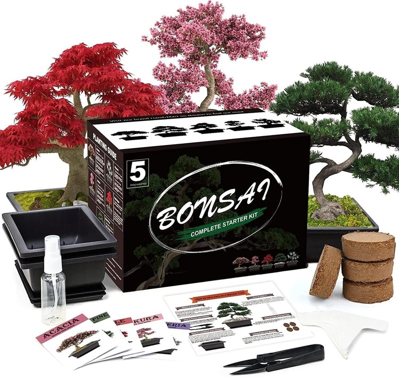 5 Bonsai Tree Kit Complete Plant Growing Tools, Indoor Gardening Potted DIY Gift gallery