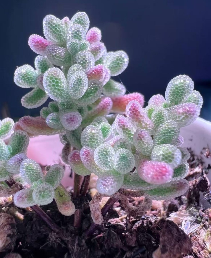 50 Lithops Seeds – Living Stone Succulent – Rare Colorful Varieties gallery