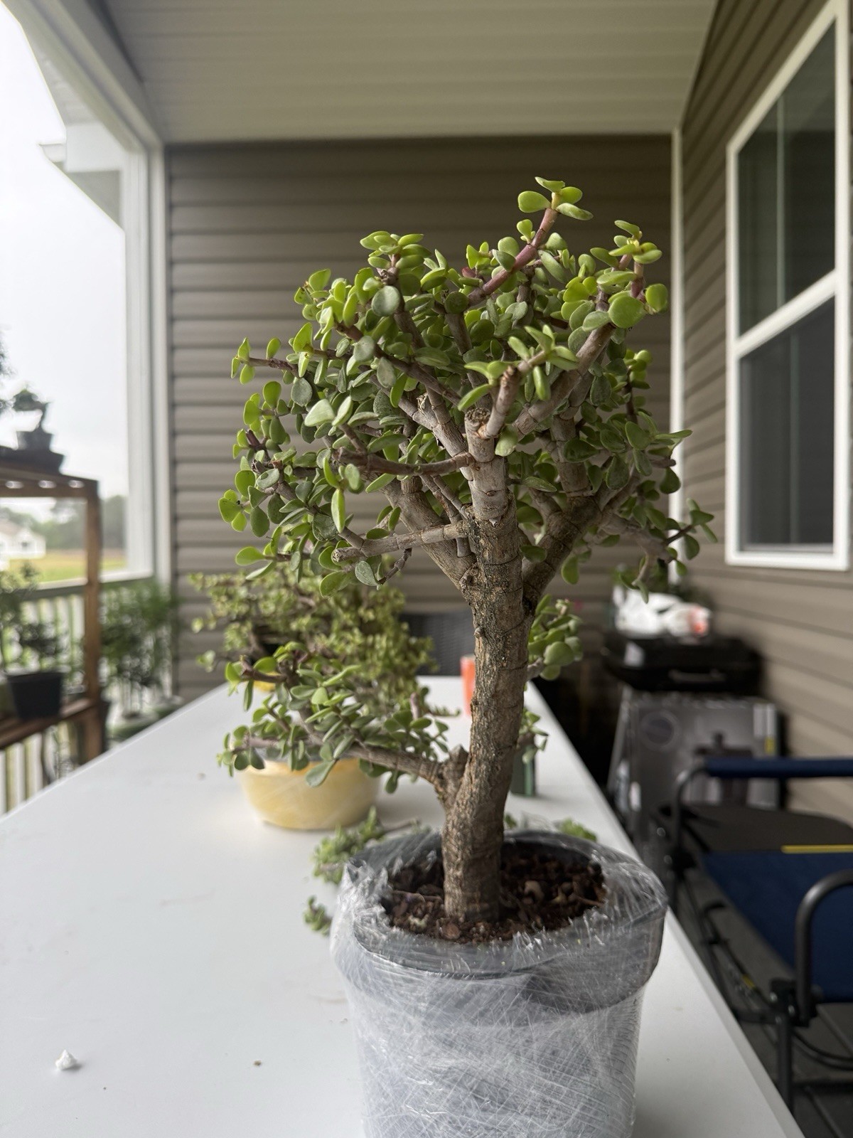 Dwarf Jade Bonsai 7 Inches gallery