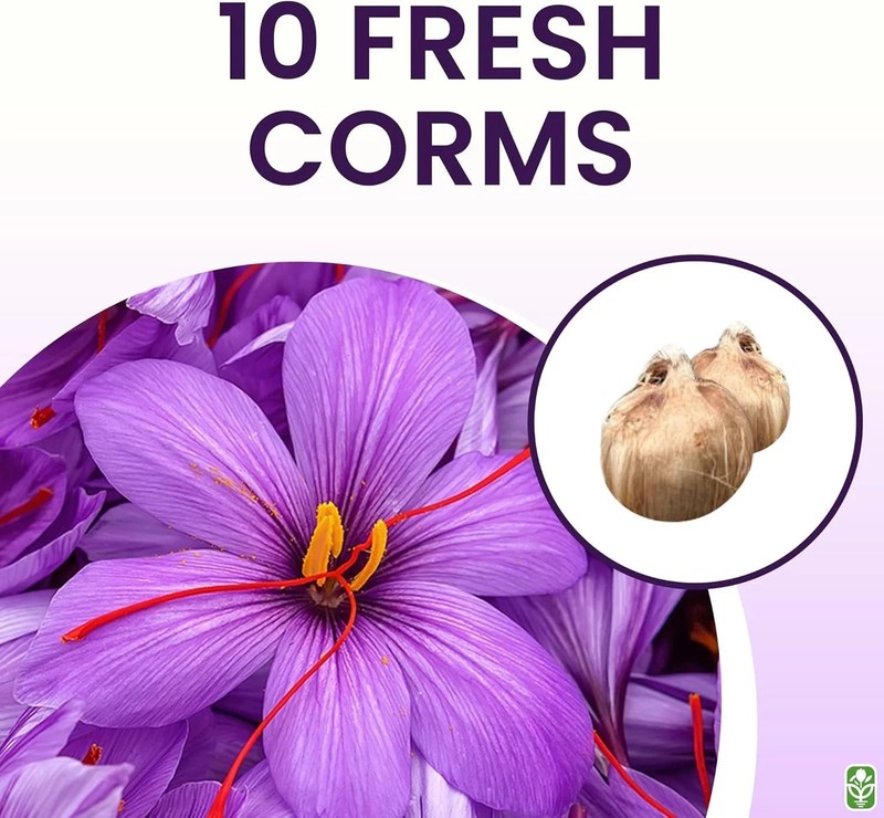 Stunning Fall Blooms – 10 Large Saffron Crocus Corms for a Beautiful Garden gallery