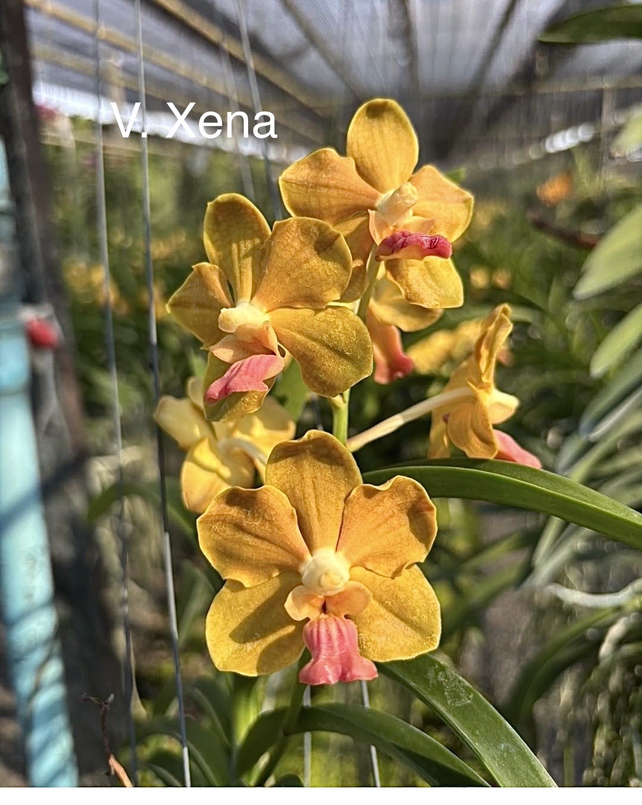 IN SPIKE Vanda Xena Has Kieki Fragrant, orchid SUPER FRAGRANT￼ gallery