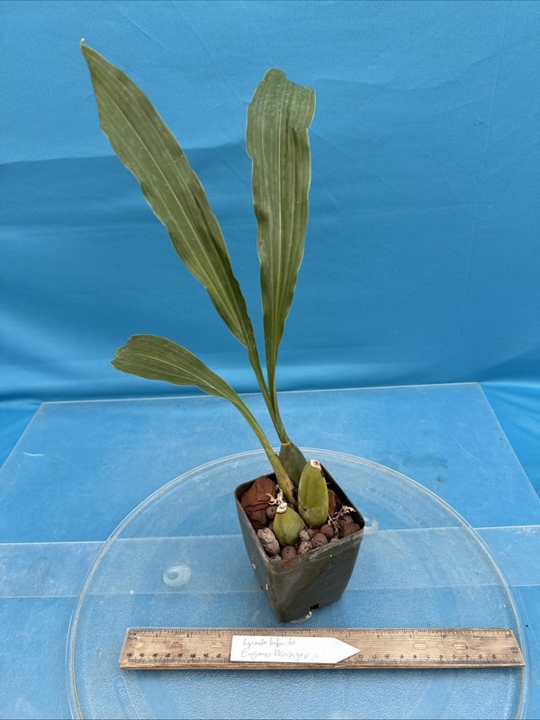 Lycaste Eugene Banzinger Maroon Red White BS Orchid BEST 4” Fresh RePot SHIPS gallery