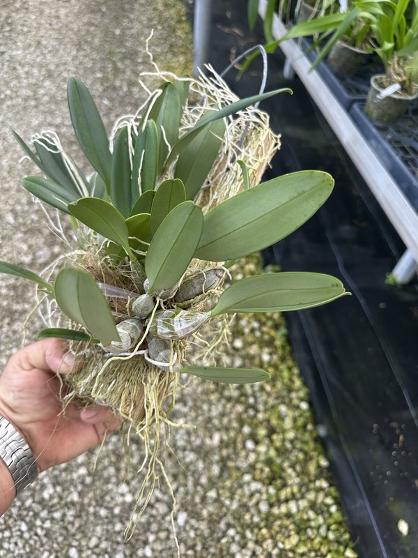 Dendrobium Aggregatum (lindleyi) Large Mounted Plant. WHOPPER gallery