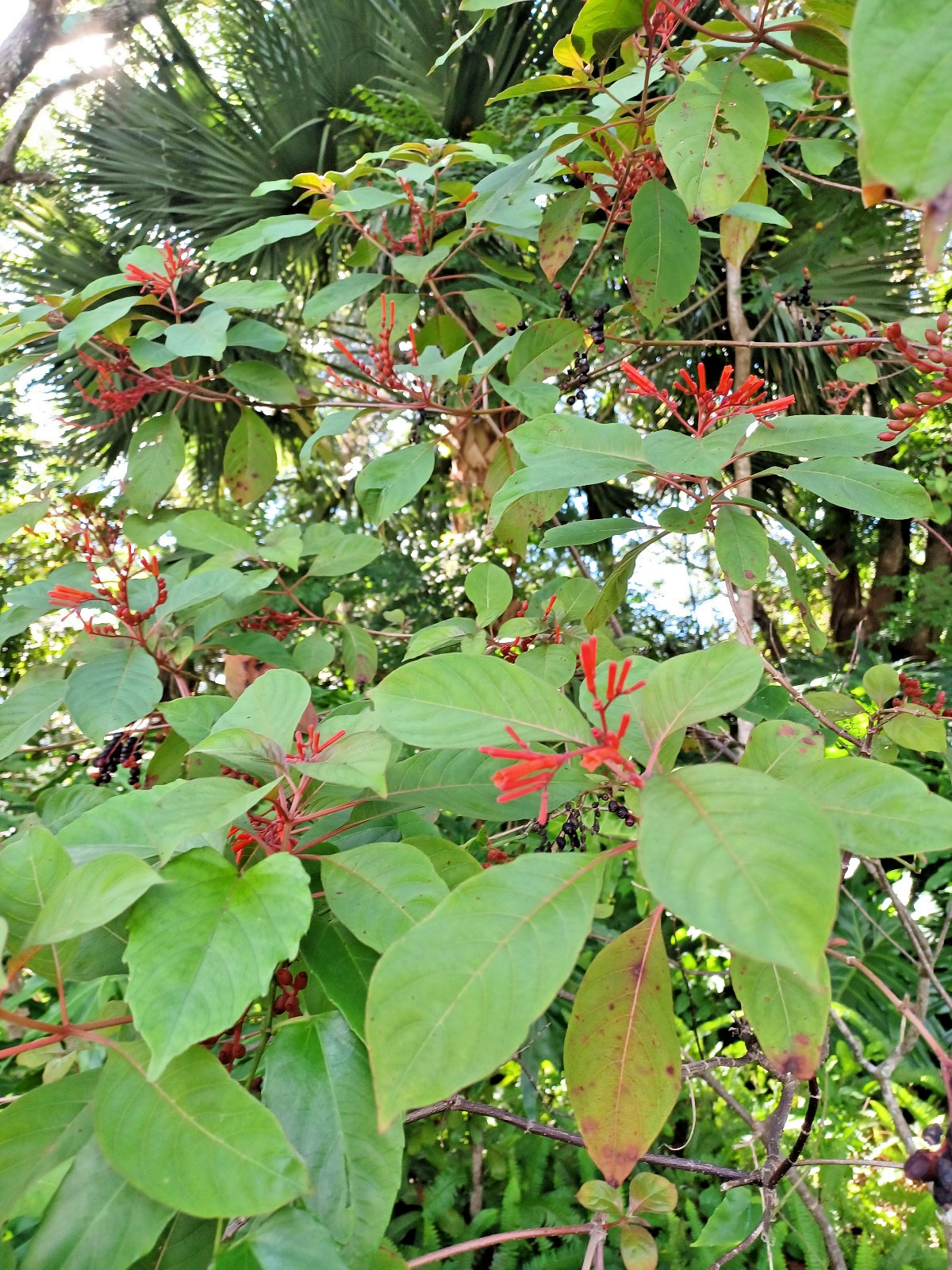 50+ Florida Native Firebush Seeds, Hamelia patens (Gathered 2026) gallery