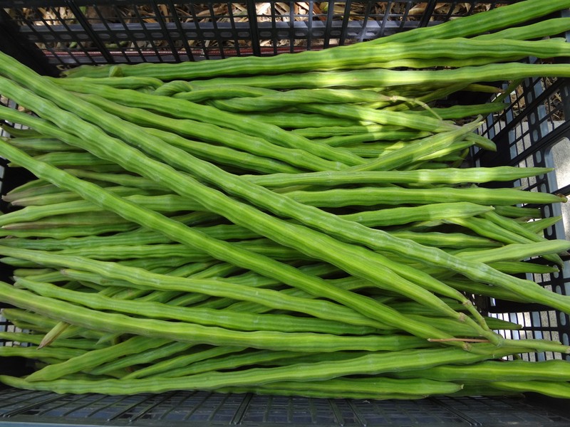 SUPER SPECIAL!! MORINGA Oleifera STX-2 Extremely Productive Organic-Grown SEEDS gallery