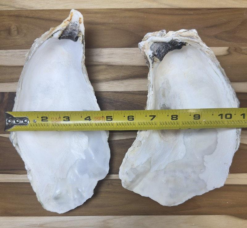 6 Oyster Shells Cup Side 7-9” Bulk Clean No Smell Art Jewelry Dish gallery