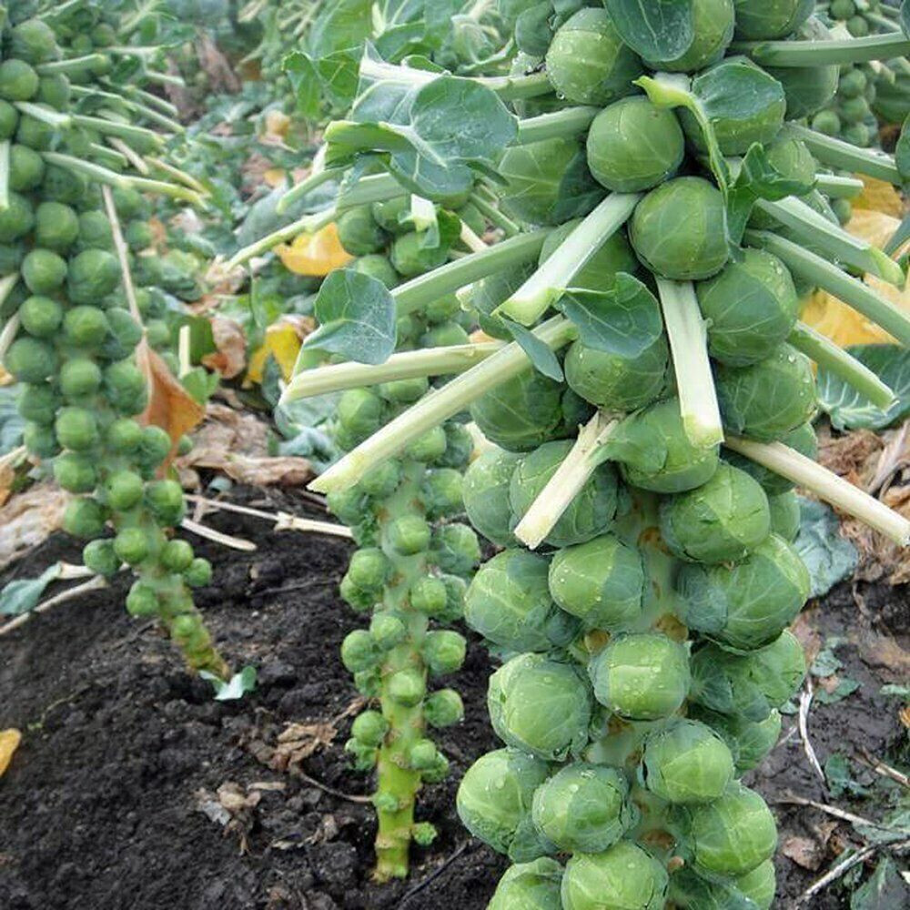 LONG ISLAND BRUSSEL SPROUT 250 SEEDS NON - GMO FRESH FOR 2024 GARDENS gallery