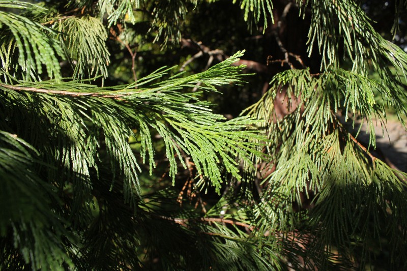 Incense Cedar | Small Tree Seedling | The Jonsteen Company gallery