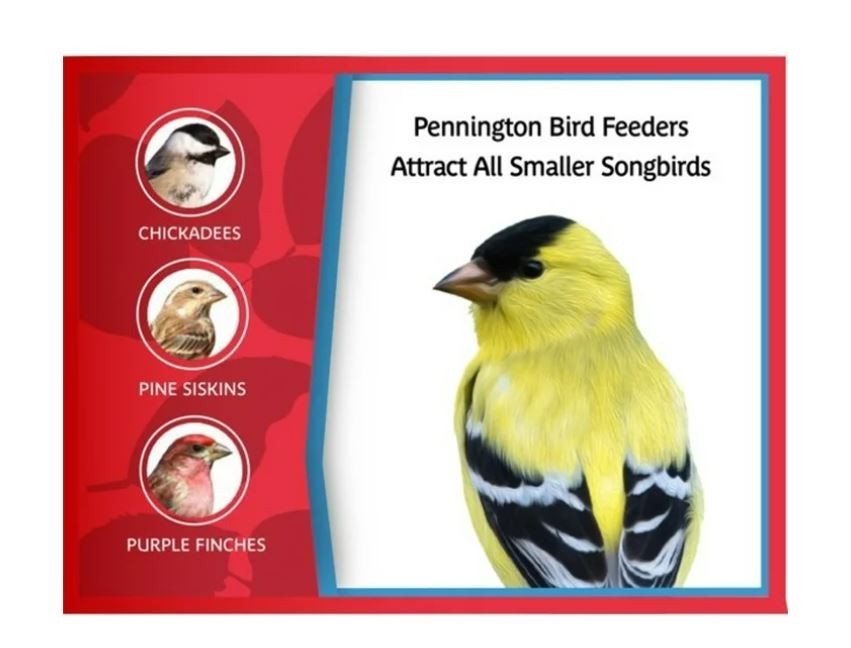 Pennington Earth Smart, Gray Plastic, Hopper Wild Bird Feeder, 2.5 lb. Capacity gallery