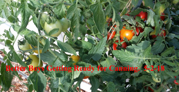 Masterblend Tomato & Vegetable Fertilizer 4-18-38 - 1 lb gallery