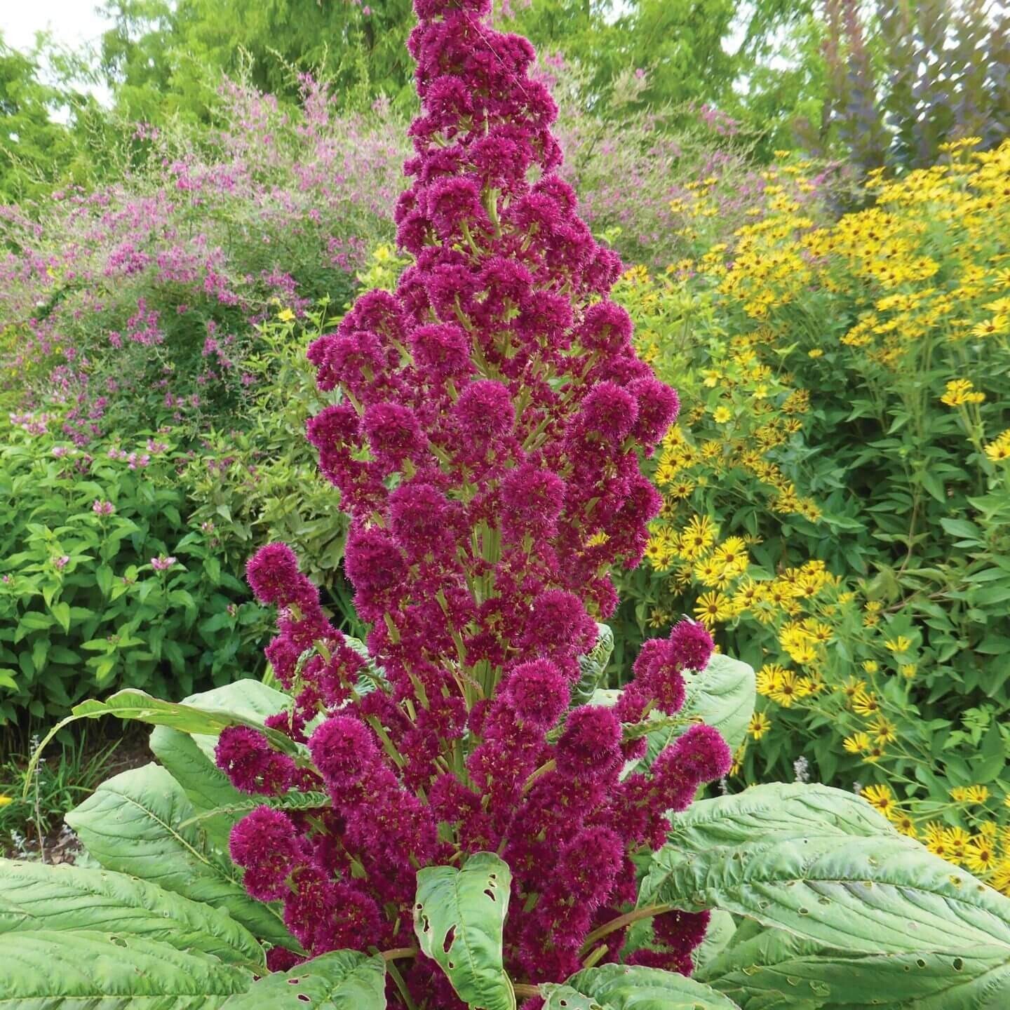 Red Garnet Amaranth MICROGREEN Herb Sprouting Seeds | Non-GMO Garden Seeds gallery