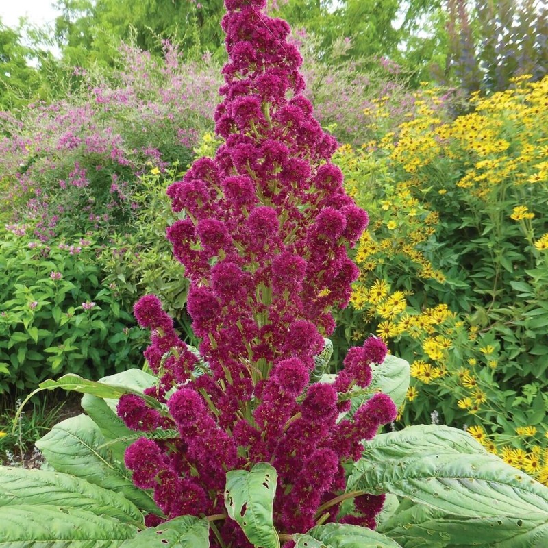 Red Garnet Amaranth MICROGREEN Herb Sprouting Seeds | Non-GMO Garden Seeds gallery