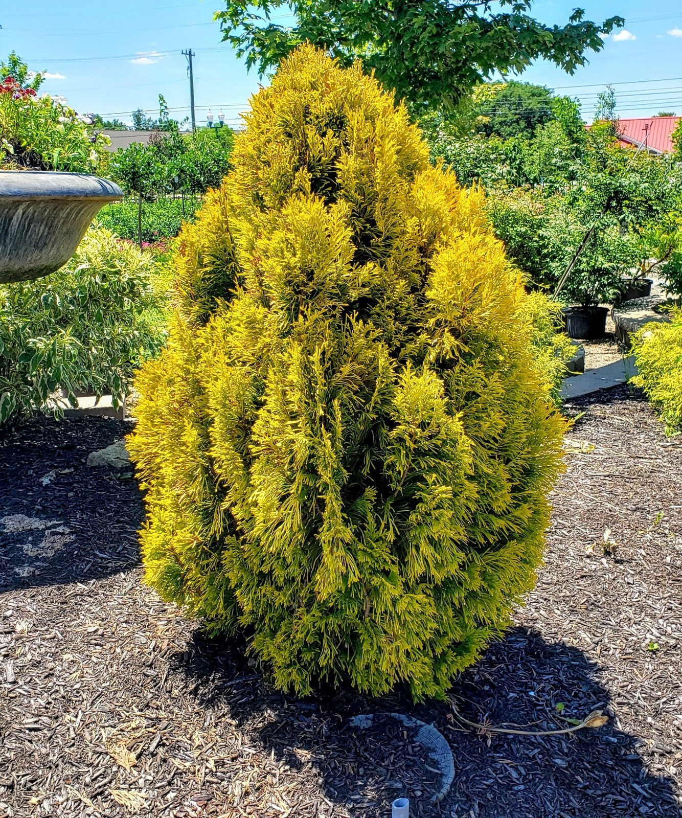 Forever Goldy Arborvitae ( Thuja )- Live Plant - ( 2.5 QT ) gallery