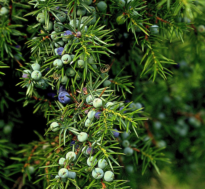 One Seed Juniper Sacred Tree {Juniperus monosperma} Medicinal 5+ seeds Evergreen gallery