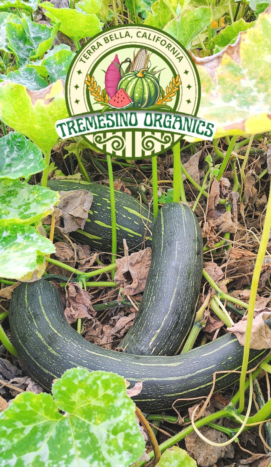Rare Tropical Long Squash, 15 Seeds- Calabaza Mexicana Para Dulce, 15 Semillas gallery