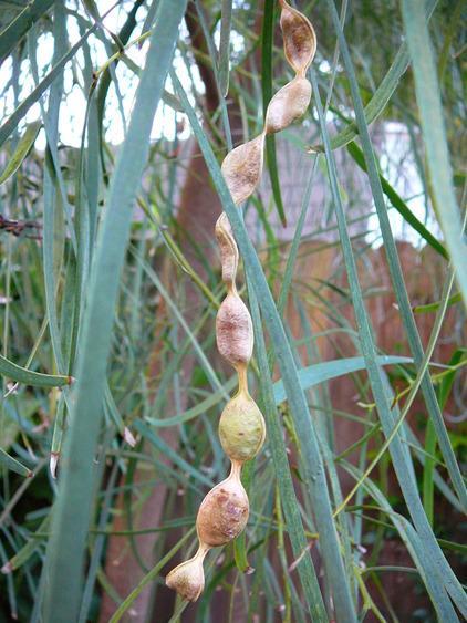 Shoestring Acacia Willow Tree Cuttings (10 Fresh Cuttings, 8 Inches) gallery