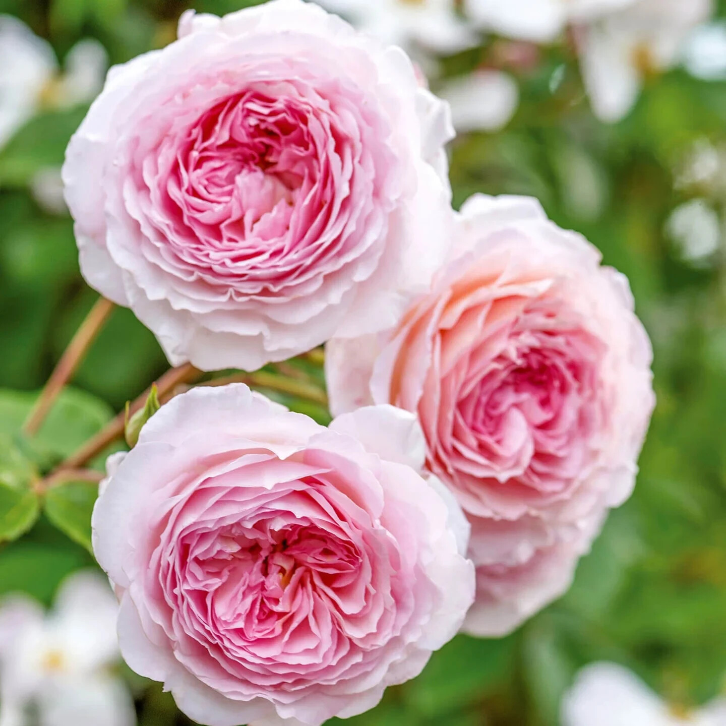 (Auscrystal) David Austin Climbing Rose JAMES GALWAY Rooted Plant 5" Tall gallery