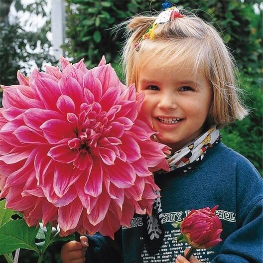 Giant Dahlia Dinner Plate Flower Seeds, Exotic Mix 100+ Seeds - Made in USA gallery