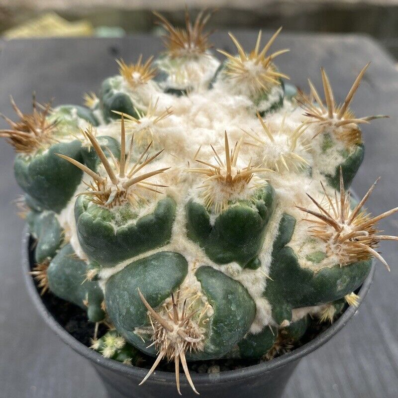 Cactus Succulent Plants Coryphantha Elephatidens Hybrid Beautiful Cactus 6-7CM gallery