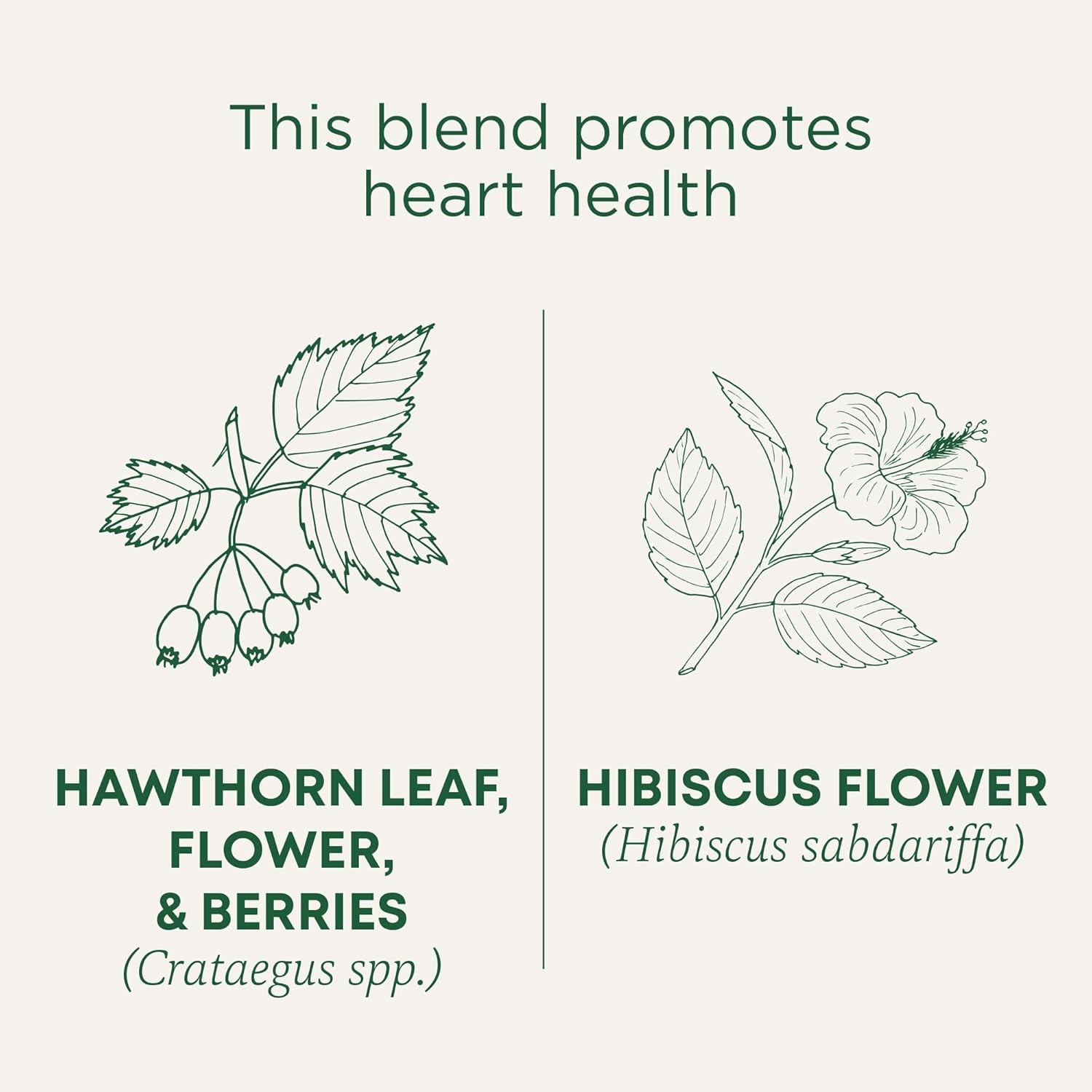 Organic Hawthorn Tea Hibiscus Tea Heart Health Tea Traditional Medicinals gallery