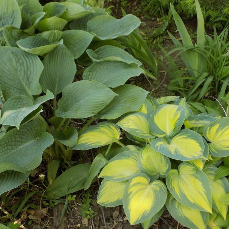 GORGEOUS BLUE "HOSTA HALCYON" gallery