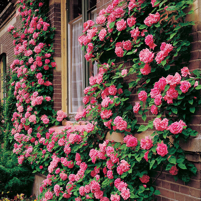 10 PINK CLIMBING ROSE Rosa Bush Vine Climber Fragrant Butterfly Flower Seeds gallery