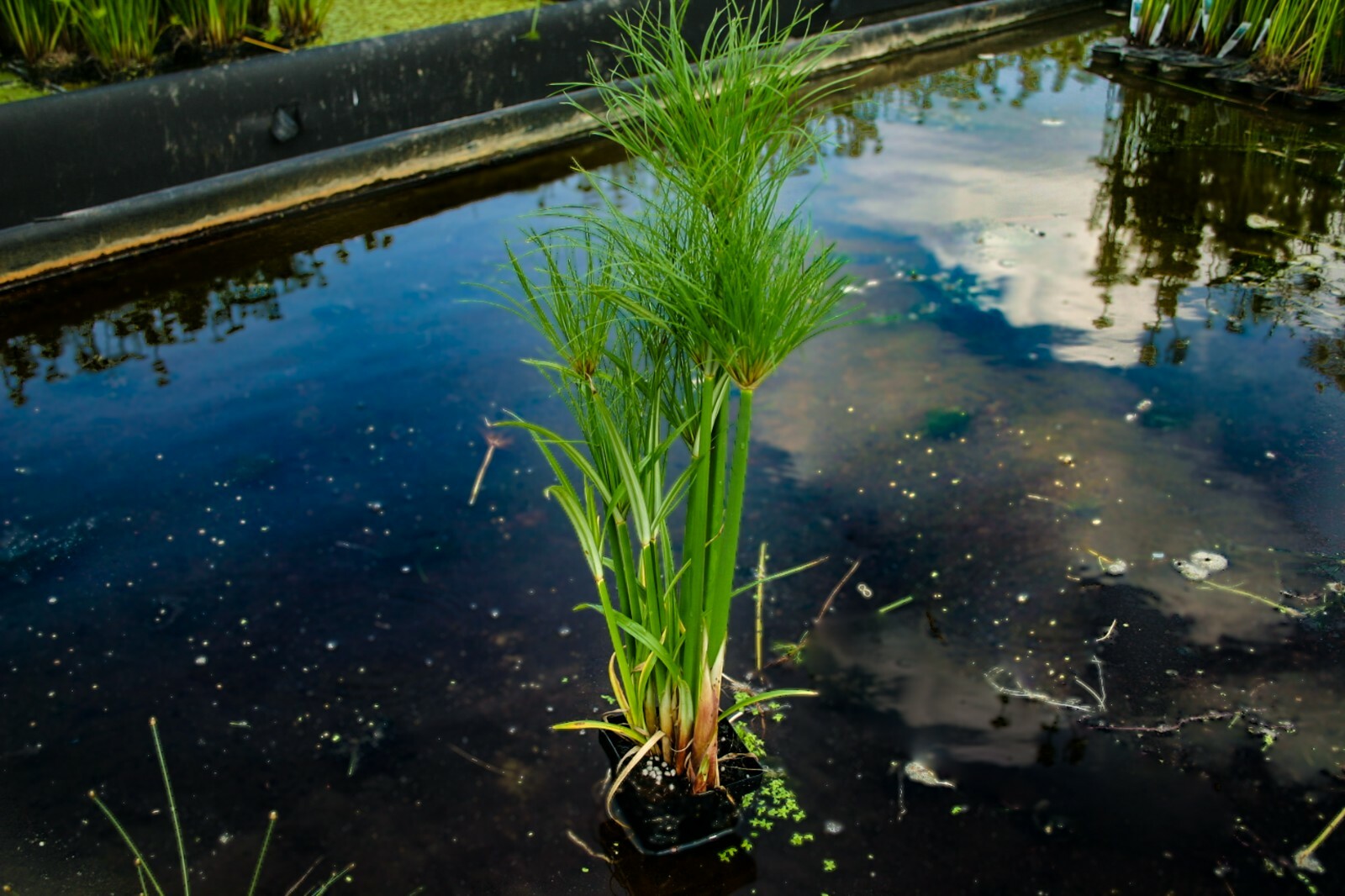 Live Dwarf Giant King Tut Papyrus Tropical Aquatic Marginal Pond/Bog Plant gallery