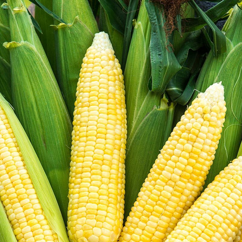 Bodacious Sweet Corn Seeds, F1 SE Hybrid, Variety Packet Sizes, FREE SHIPPING gallery