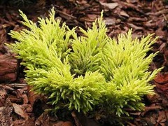 ( 1 ) – Lime Glow Spreading Juniper – Starter Plant ( 7m ) ( 1 live plant )