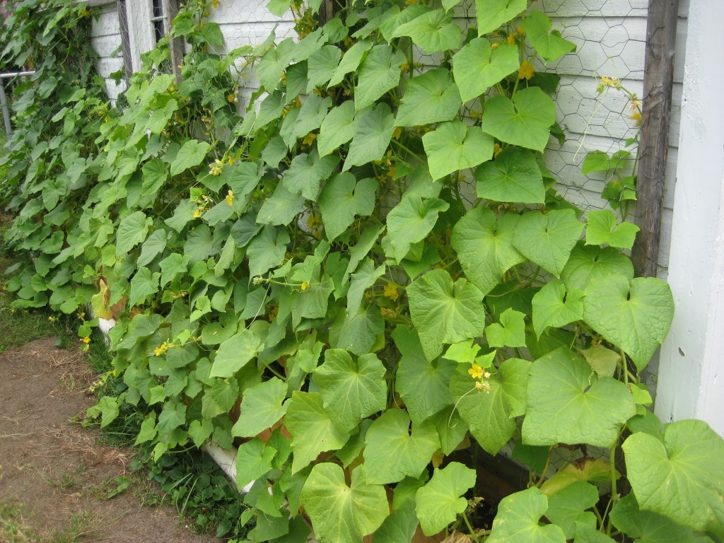 70 Plus National Pickling Cucumber Seeds- Open Pollinated- NON-GMO-Organic gallery