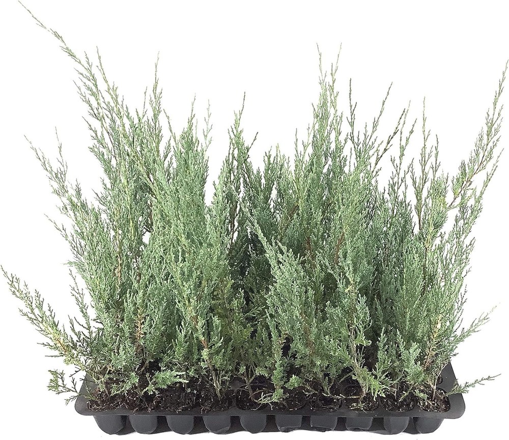 Juniper Burkii - Live Trees - Juniperus Virginiana - Evergreen Screening Red...