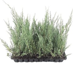 Juniper Burkii – Live Trees – Juniperus Virginiana – Evergreen Screening Red…