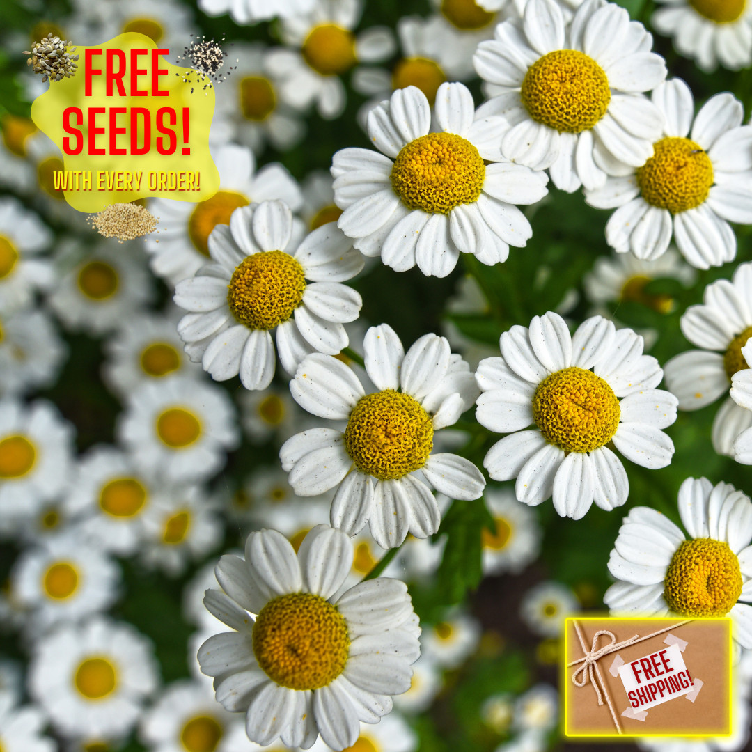 Fresh German Chamomile Seeds | Herbal Tea | Heirloom Non-GMO | Flower Seeds gallery