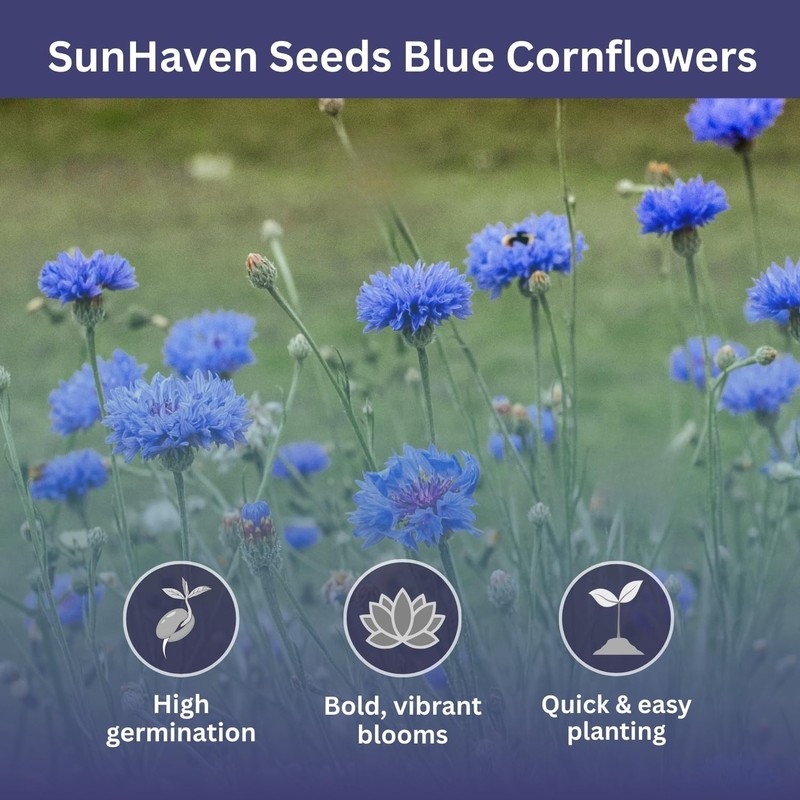 Seeds Bachelor Button – Blue Cornflower – 5,500+ – gallery